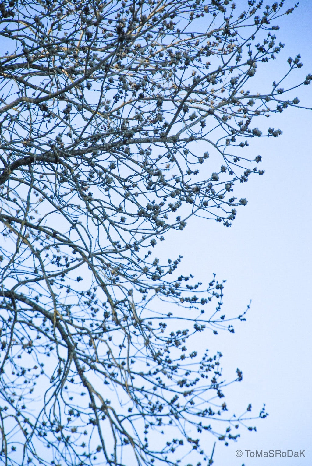 Tree series of art photography by Tomas Rodak, photo behind the acrylic glas made by White Wall / LUMAS; offered for sale by TOMs FLOWer CLUB.