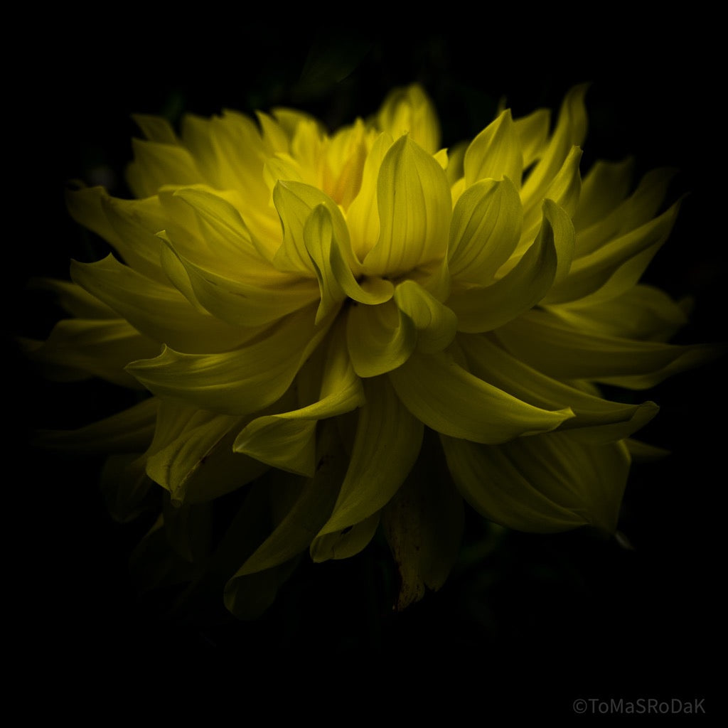 Yellow Dahlia, Georgina, Jirina by TOMas Rodak, real photo behind acrylic glass in limited edition runs of 139 for sale at TOMs FLOWer CLUB, gallery quality, signed, numbered and certified, LUMAS, Gallery, photo art, floral,
