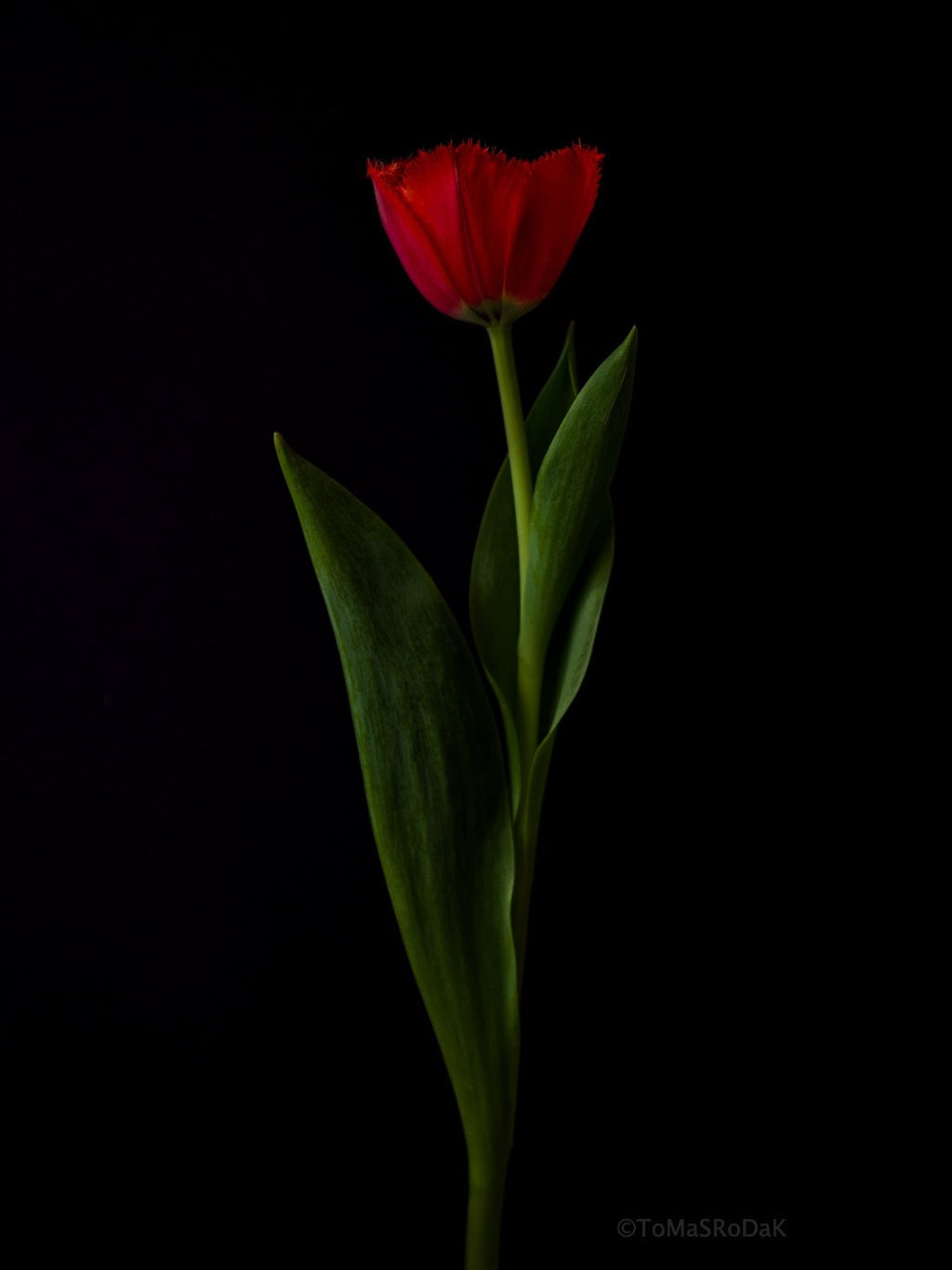 Tulip Photo Picture by Tomas Rodak for sale at TOMs FLOWer CLUB. Limited edition runs of 139 only, framed as real photo print of museum quality, behind 2mm acrylic glass, made by WhiteWall.