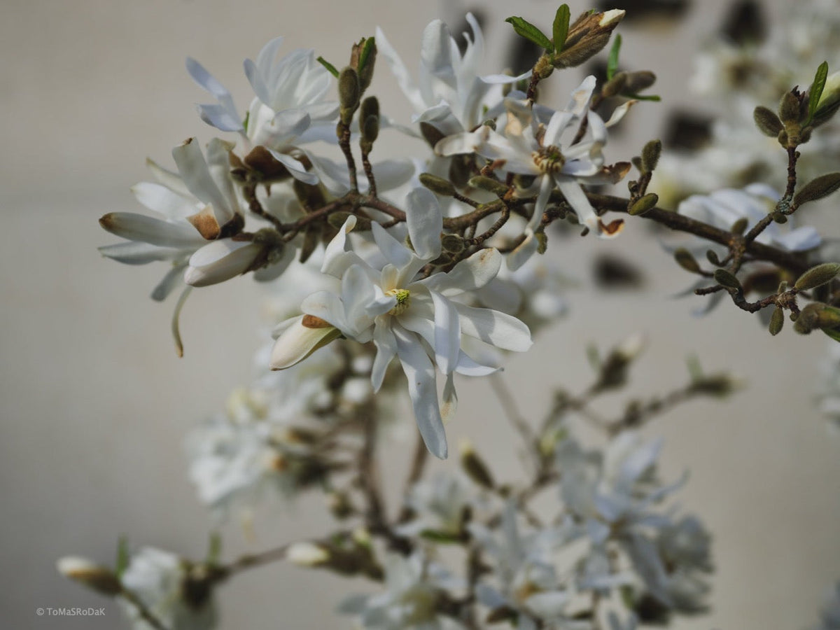 White magnolia by TOMas Rodak, real photo behind acrylic glass in limited edition runs of 139 for sale at TOMs FLOWer CLUB, gallery quality, signed, numbered and certified.