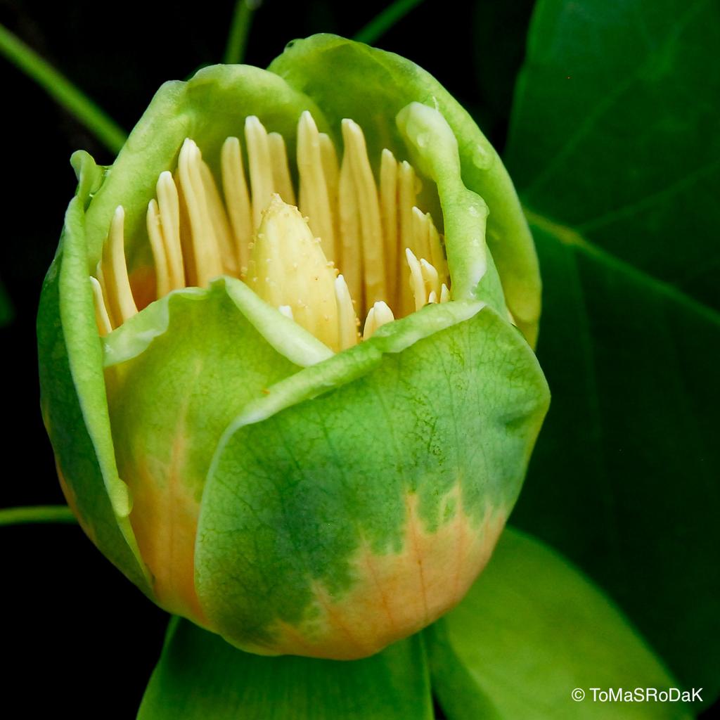 Tulip tree flower, leaf scape art photo collection by TOMas Rodak for sale at TOMs FLOWer CLUB.