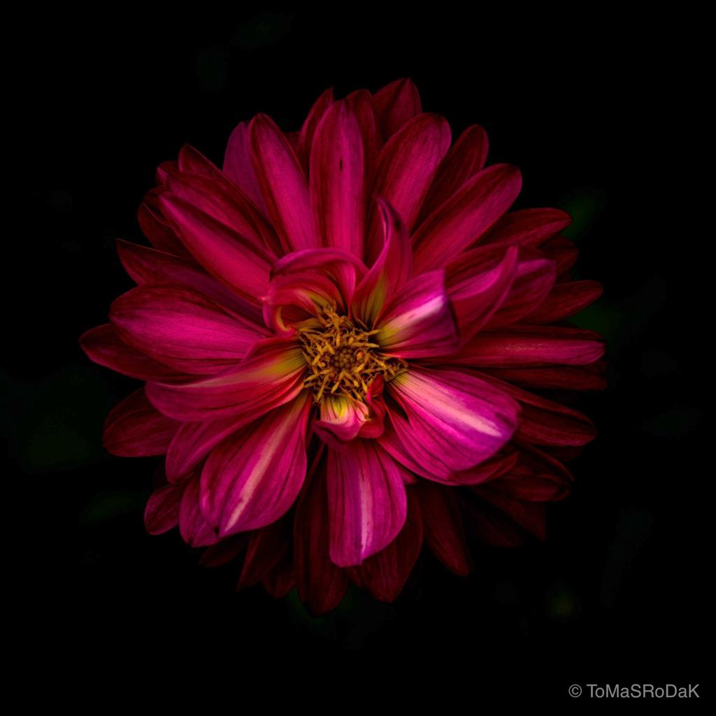 Dahlia by TOMas Rodak, real photo behind acrylic glass in limited edition runs of 139 for sale at TOMs FLOWer CLUB, gallery quality, signed, numbered and certified.