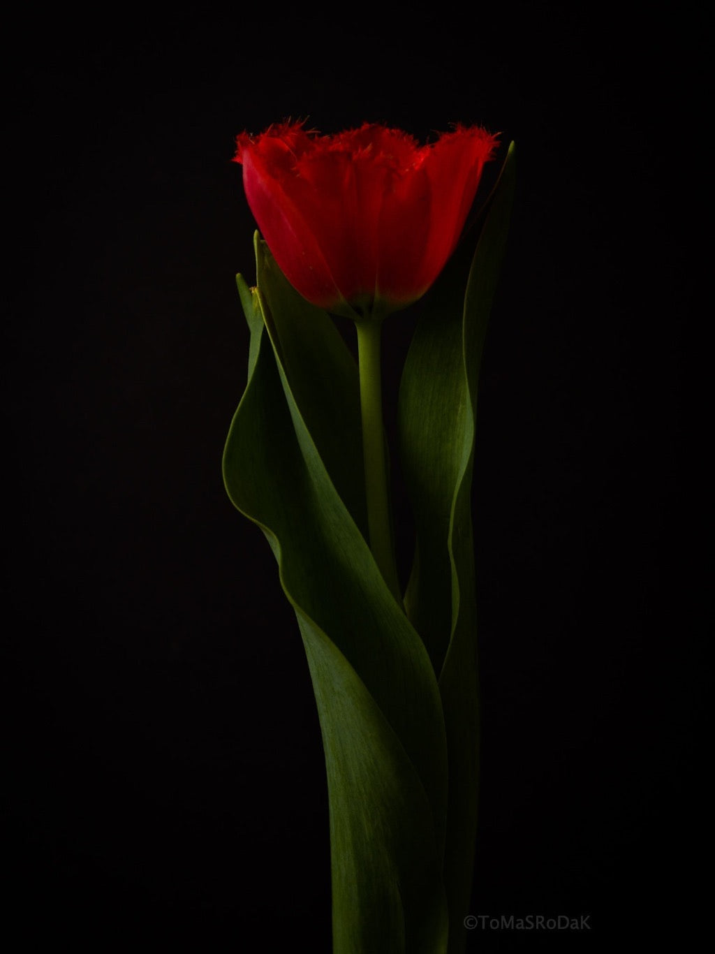 Tulip Photo Picture by Tomas Rodak for sale at TOMs FLOWer CLUB. Limited edition runs of 139 only, framed as real photo print of museum quality, behind 2mm acrylic glass, made by WhiteWall.