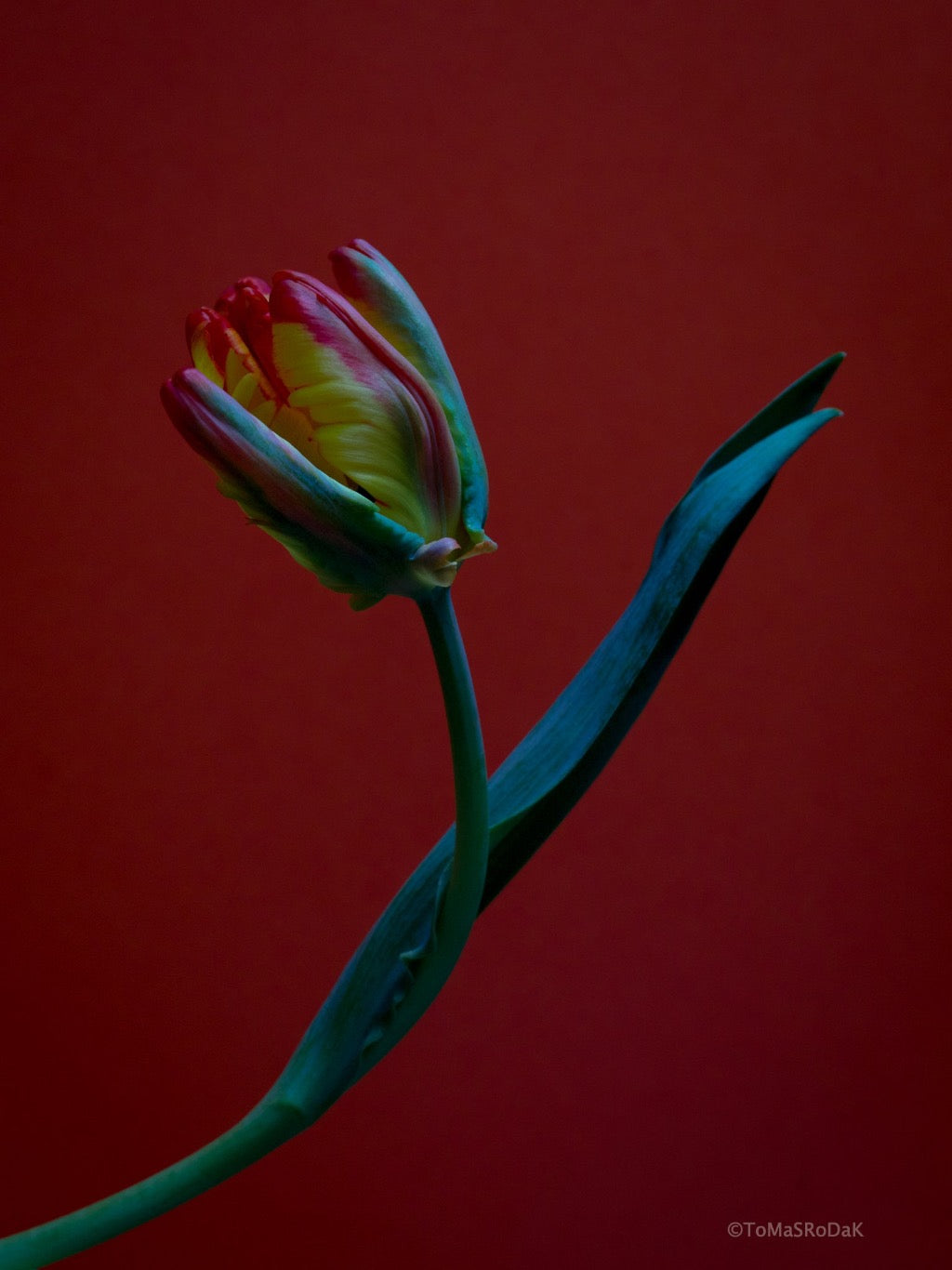 Tulip Photo Picture by Tomas Rodak for sale at TOMs FLOWer CLUB. Limited edition runs of 139 only, framed as real photo print of museum quality, behind 2mm acrylic glass, made by WhiteWall.