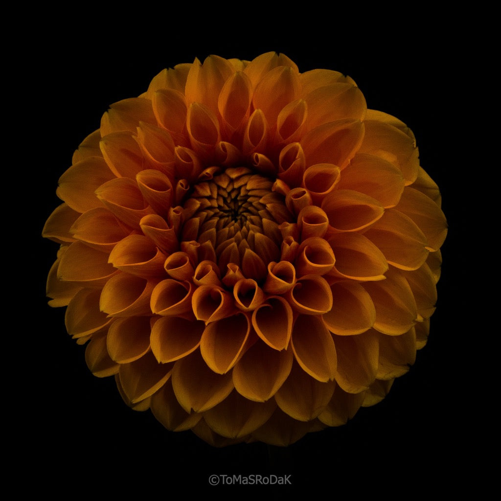Dahlia by TOMas Rodak, real photo behind acrylic glass in limited edition runs of 139 for sale at TOMs FLOWer CLUB, gallery quality, signed, numbered and certified.