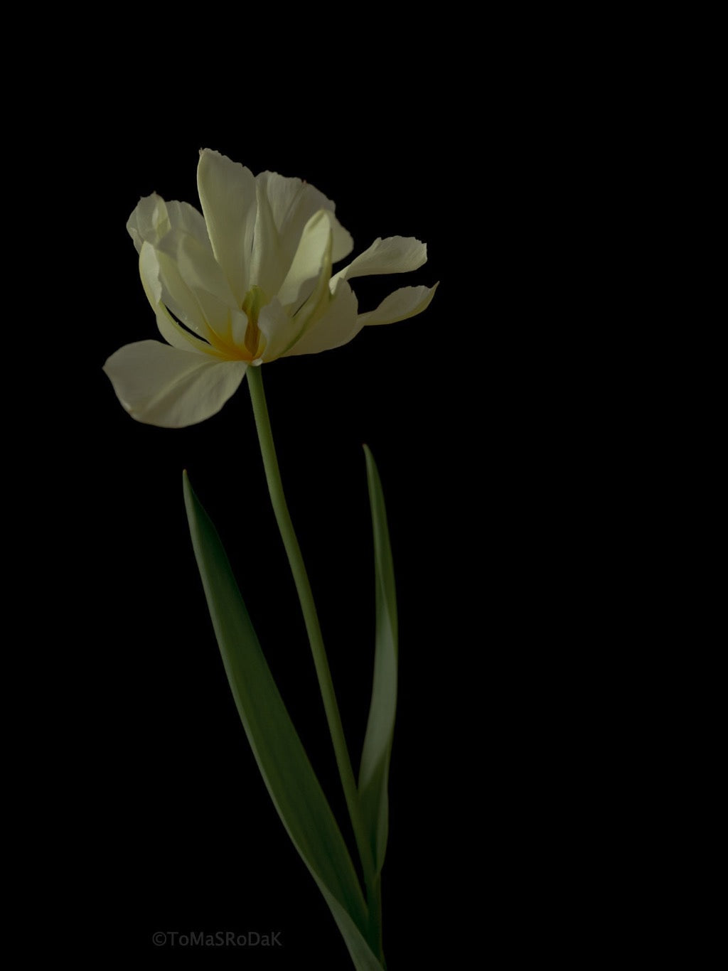 Tulip Photo Picture by Tomas Rodak for sale at TOMs FLOWer CLUB. Limited edition runs of 139 only, framed as real photo print of museum quality, behind 2mm acrylic glass, made by WhiteWall.