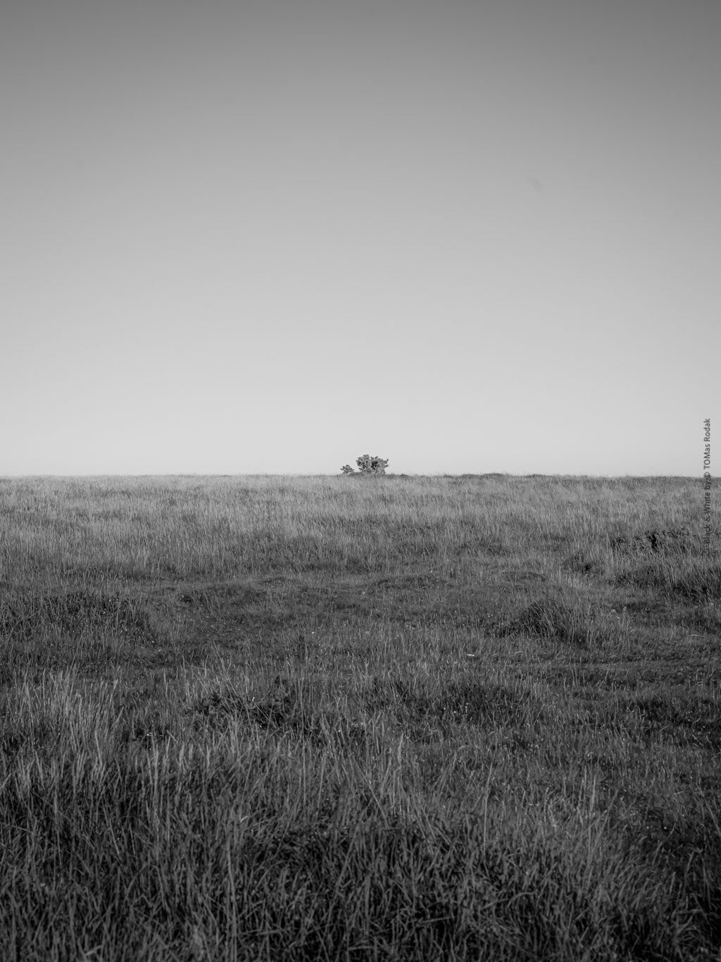 BLACK & WHITE Hasselblad photo art by Swiss photographer TOMas Rodak for sale at TOMs FLOWer CLUB, limited edition, Cornwall landscape.