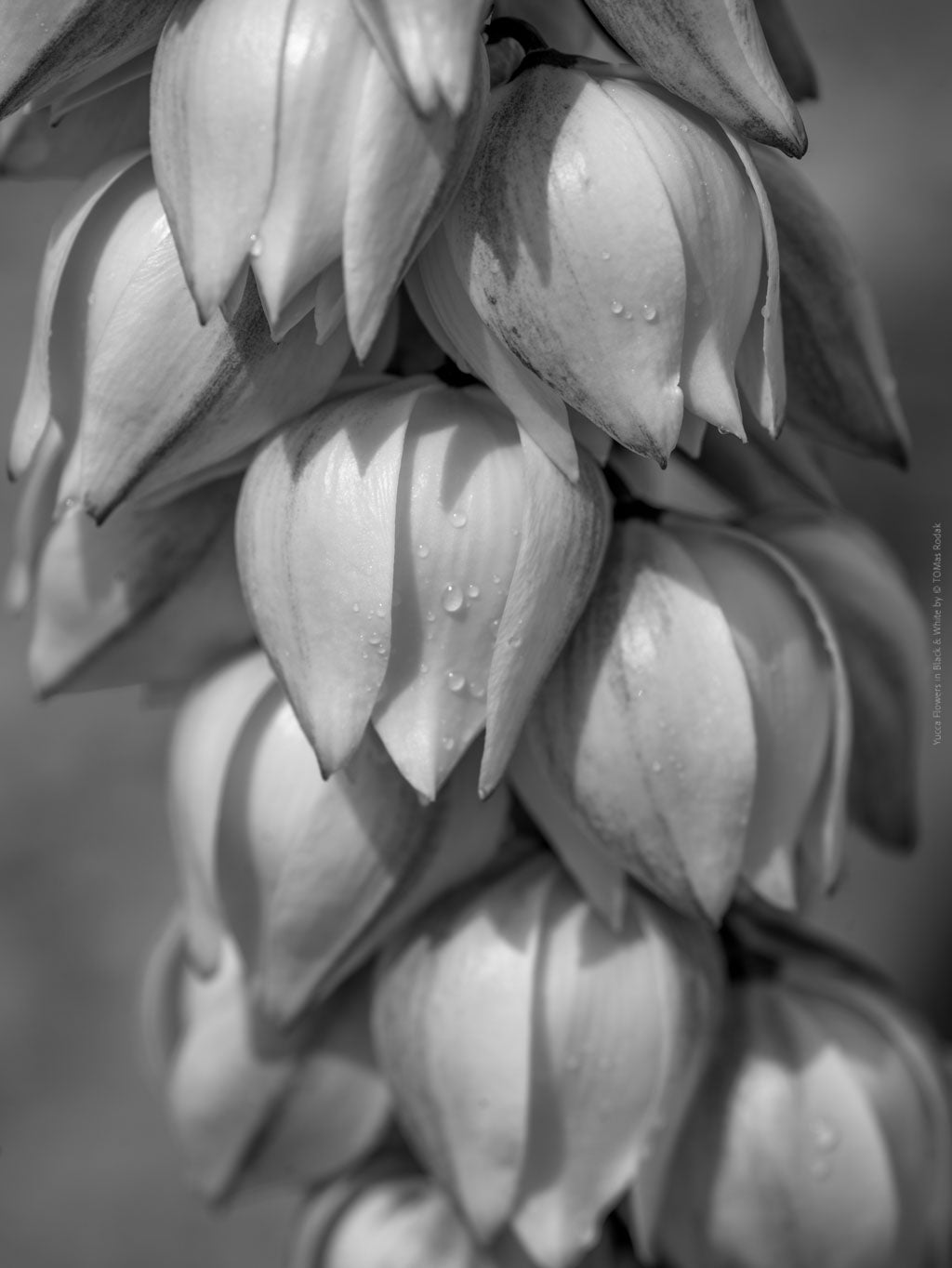 BLACK & WHITE Hasselblad photo art by Swiss photographer TOMas Rodak for sale at TOMs FLOWer CLUB, limited edition, flowers of Yucca Filamentosa
