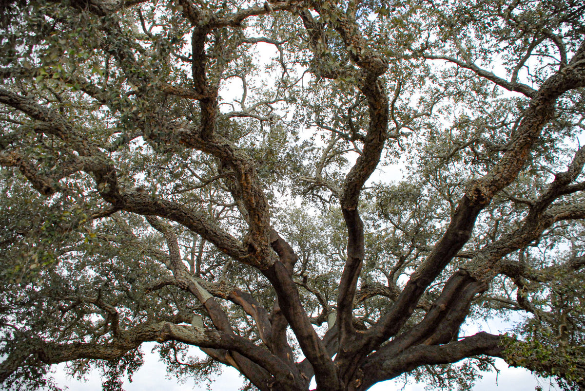 cork oak, Korkeiche, TOMas Rodak, Swiss photographer, Baumfoto, tree photo, Portugal, tree art, Buamkunst, Korken