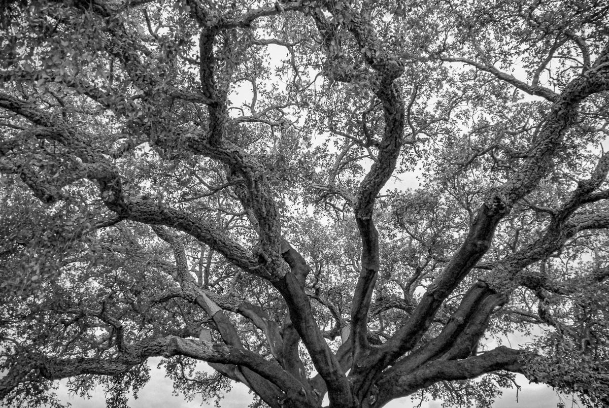 cork oak, Korkeiche, TOMas Rodak, Swiss photographer, Baumfoto, tree photo, Portugal, tree art, Buamkunst, Korken