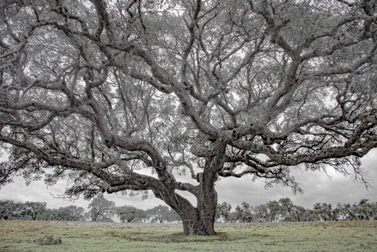 cork oak, Korkeiche, TOMas Rodak, Swiss photographer, Baumfoto, tree photo, Portugal, tree art, Buamkunst, Korken