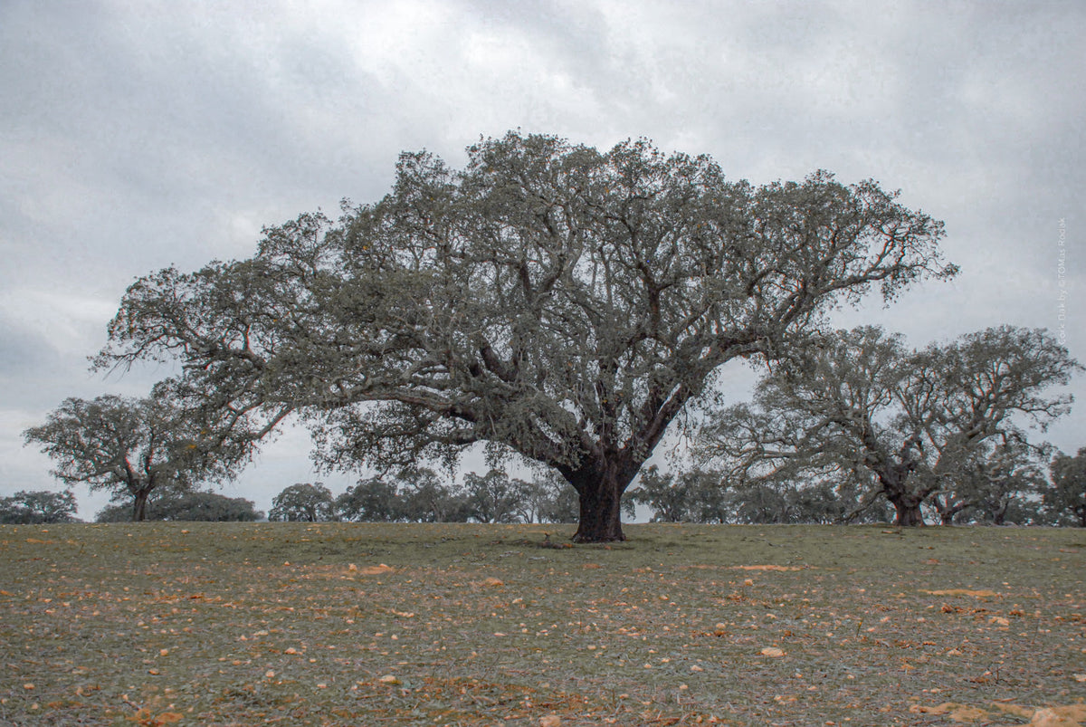 cork oak, Korkeiche, TOMas Rodak, Swiss photographer, Baumfoto, tree photo, Portugal, tree art, Buamkunst, Korken