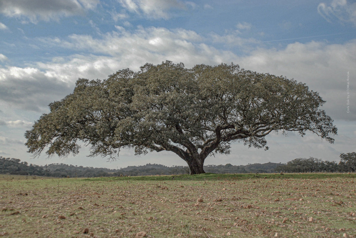 cork oak, Korkeiche, TOMas Rodak, Swiss photographer, Baumfoto, tree photo, Portugal, tree art, Buamkunst, Korken