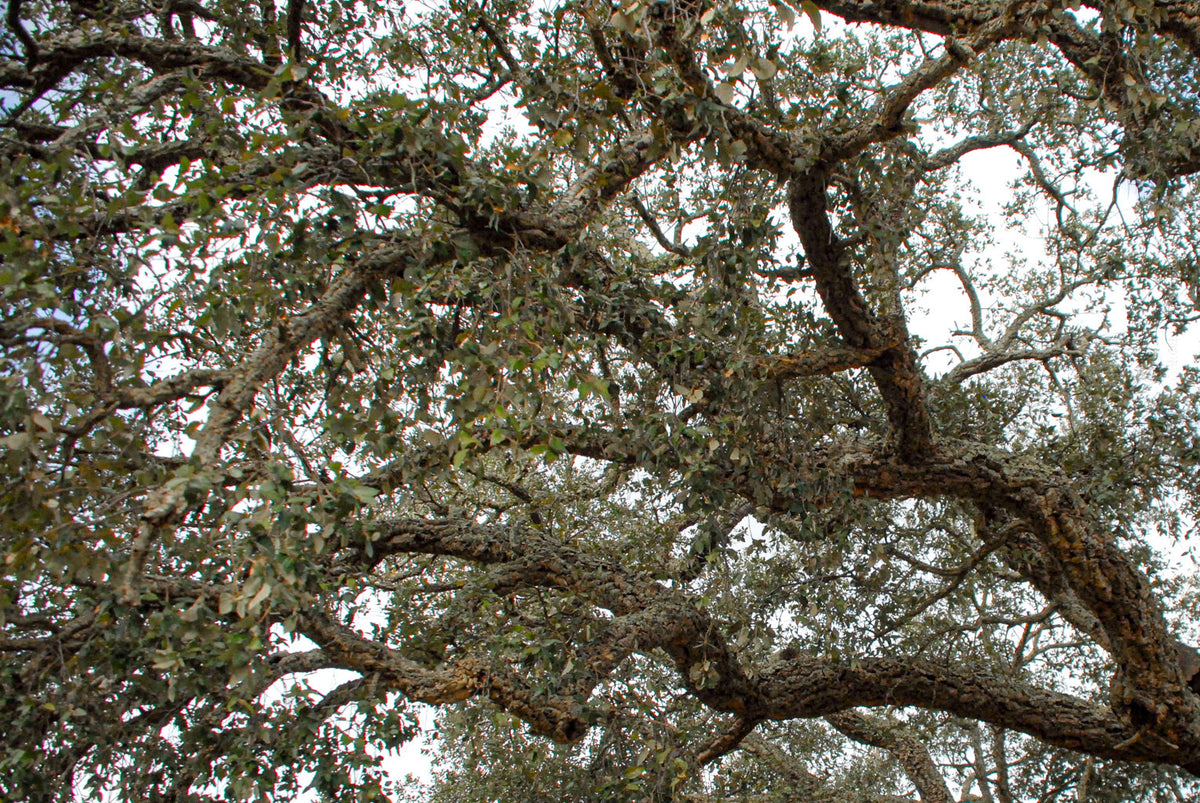 cork oak, Korkeiche, TOMas Rodak, Swiss photographer, Baumfoto, tree photo, Portugal, tree art, Buamkunst, Korken