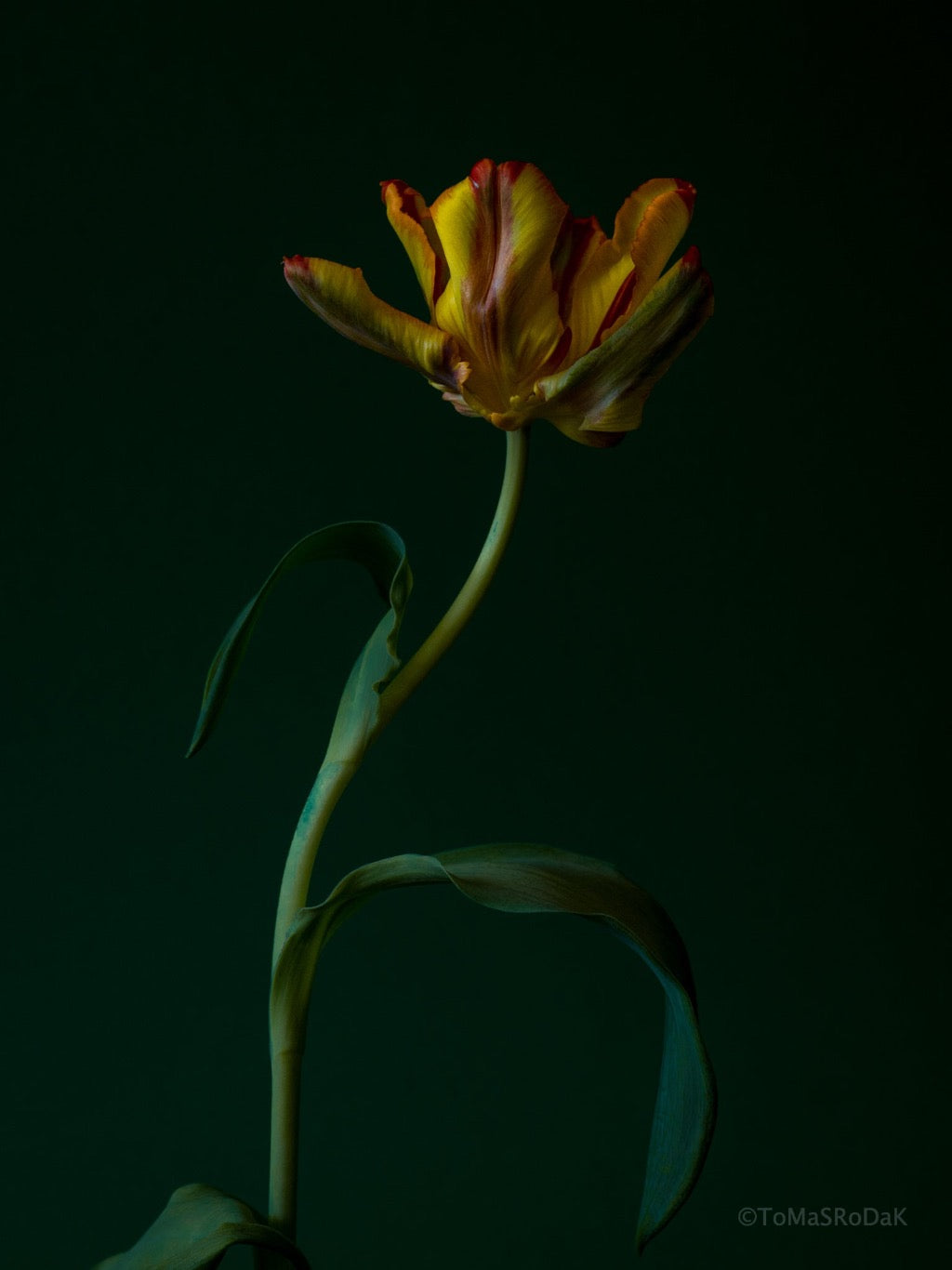 Tulip Photo Picture by Tomas Rodak for sale at TOMs FLOWer CLUB. Limited edition runs of 139 only, framed as real photo print of museum quality, behind 2mm acrylic glass, made by WhiteWall.