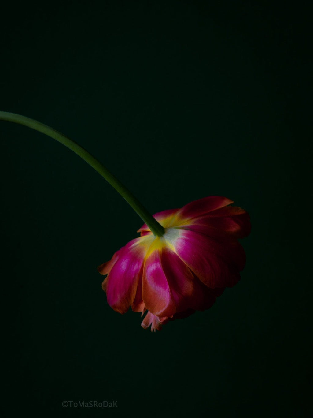 Tulip Photo Picture by Tomas Rodak for sale at TOMs FLOWer CLUB. Limited edition runs of 139 only, framed as real photo print of museum quality, behind 2mm acrylic glass, made by WhiteWall.