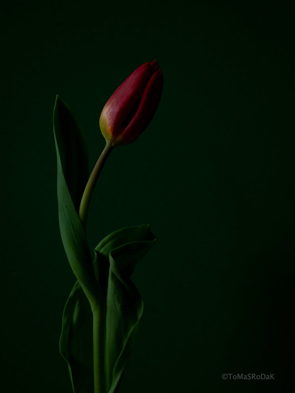 Tulip Photo Picture by Tomas Rodak for sale at TOMs FLOWer CLUB. Limited edition runs of 139 only, framed as real photo print of museum quality, behind 2mm acrylic glass, made by WhiteWall.