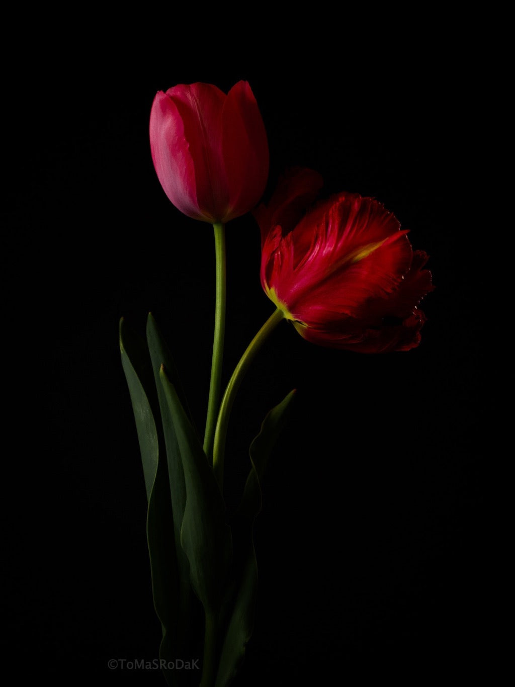 Tulip Photo Picture by Tomas Rodak for sale at TOMs FLOWer CLUB. Limited edition runs of 139 only, framed as real photo print of museum quality, behind 2mm acrylic glass, made by WhiteWall.