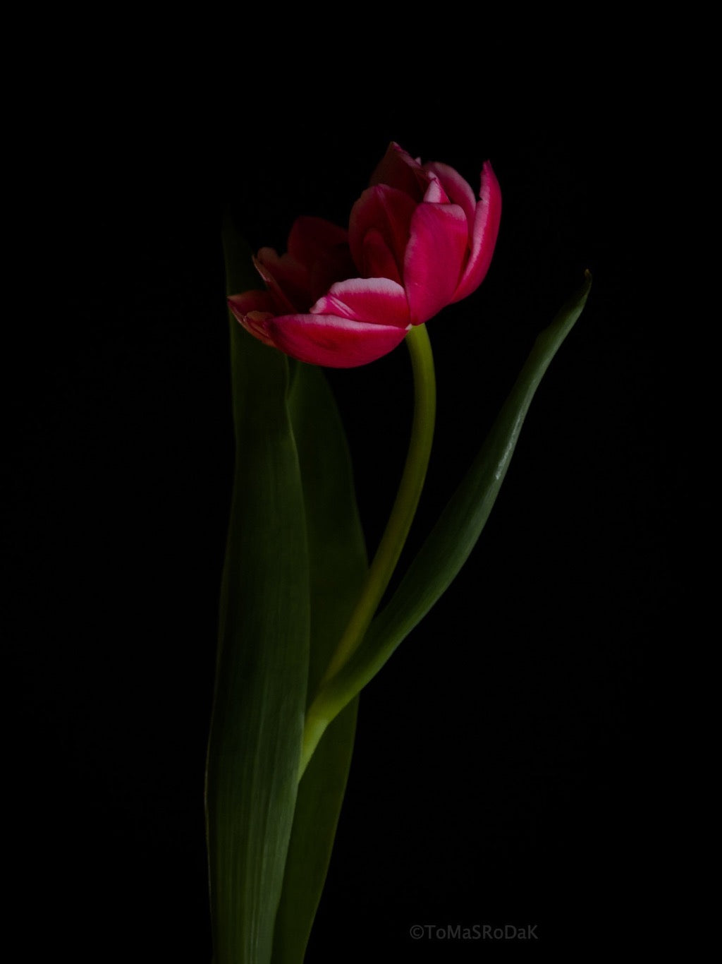 Tulip Photo Picture by Tomas Rodak for sale at TOMs FLOWer CLUB. Limited edition runs of 139 only, framed as real photo print of museum quality, behind 2mm acrylic glass, made by WhiteWall.