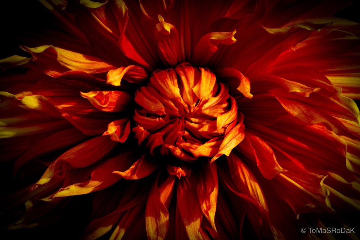 Dahlia by TOMas Rodak, real photo behind acrylic glass in limited edition runs of 139 for sale at TOMs FLOWer CLUB, gallery quality, signed, numbered and certified.