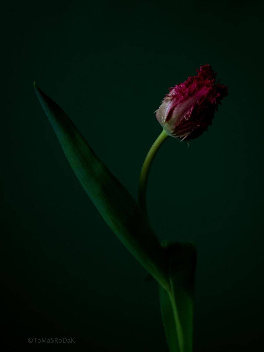 Tulip Photo Picture by Tomas Rodak for sale at TOMs FLOWer CLUB. Limited edition runs of 139 only, framed as real photo print of museum quality, behind 2mm acrylic glass, made by WhiteWall.