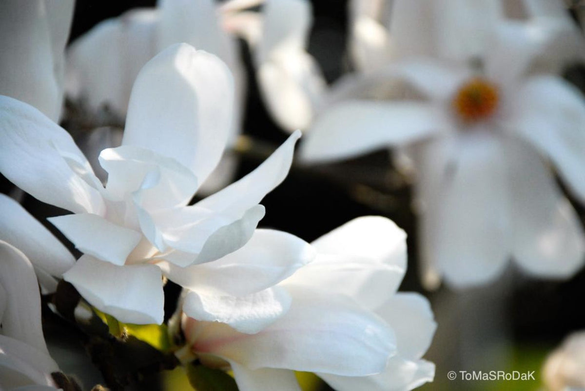 White magnolia by TOMas Rodak, real photo behind acrylic glass in limited edition runs of 139 for sale at TOMs FLOWer CLUB, gallery quality, signed, numbered and certified.