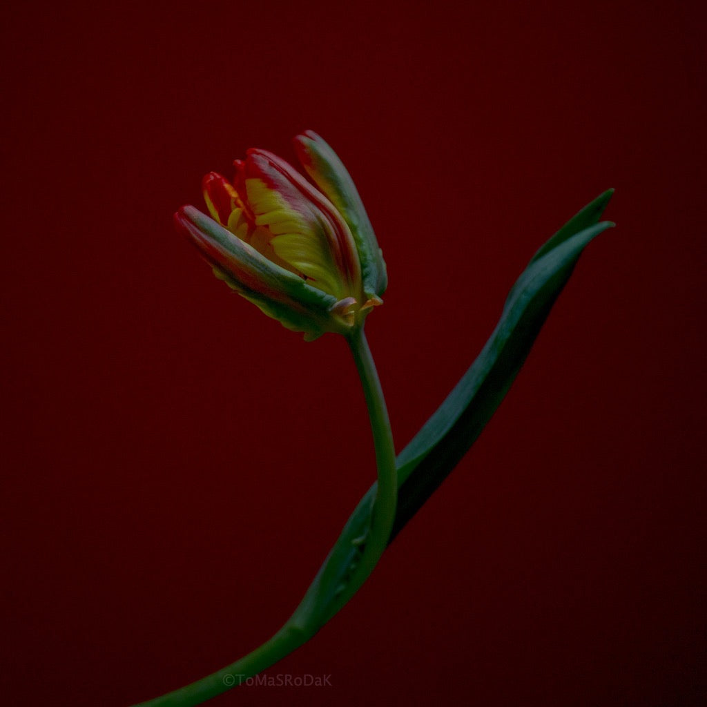 Tulip Photo Picture by Tomas Rodak for sale at TOMs FLOWer CLUB. Limited edition runs of 139 only, framed as real photo print of museum quality, behind 2mm acrylic glass, made by WhiteWall.