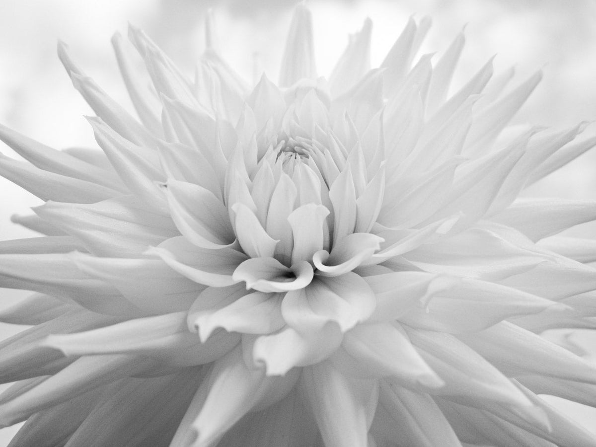 BLACK & WHITE Hasselblad Dahlia photo art by Swiss photographer TOMas Rodak for sale at TOMs FLOWer CLUB, limited edition of floral contemporary art.