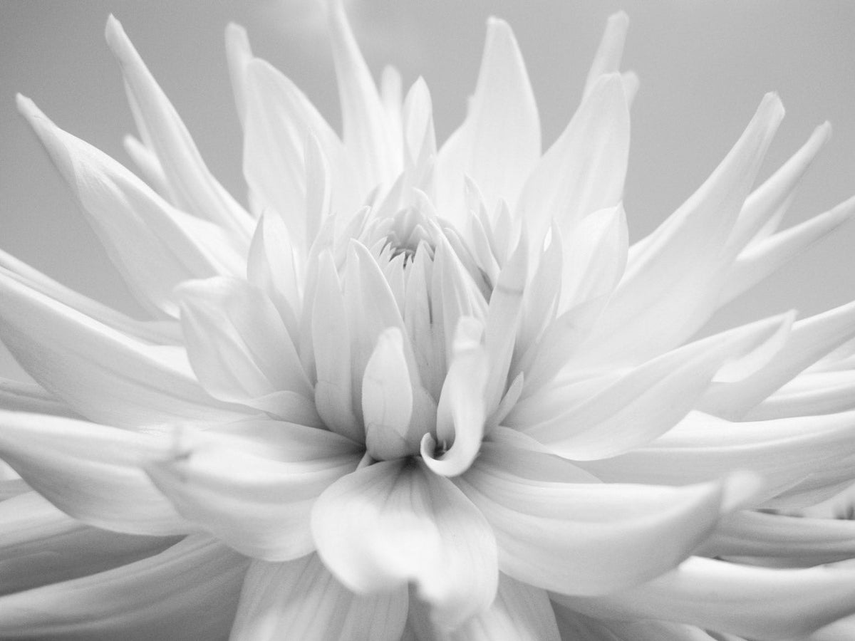 BLACK & WHITE Hasselblad Dahlia photo art by Swiss photographer TOMas Rodak for sale at TOMs FLOWer CLUB, limited edition of floral contemporary art.