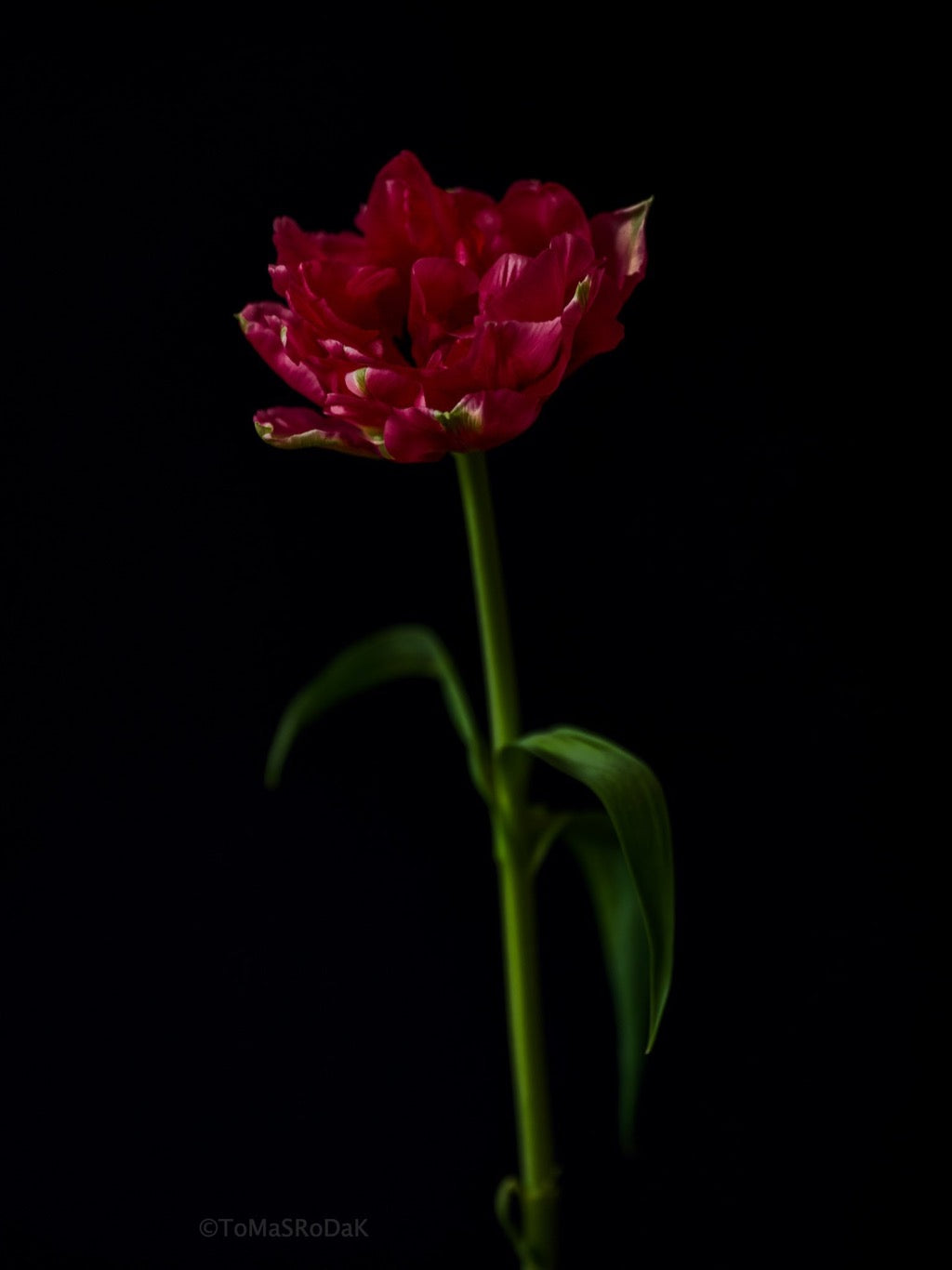 Tulip Photo Picture by Tomas Rodak for sale at TOMs FLOWer CLUB. Limited edition runs of 139 only, framed as real photo print of museum quality, behind 2mm acrylic glass, made by WhiteWall.