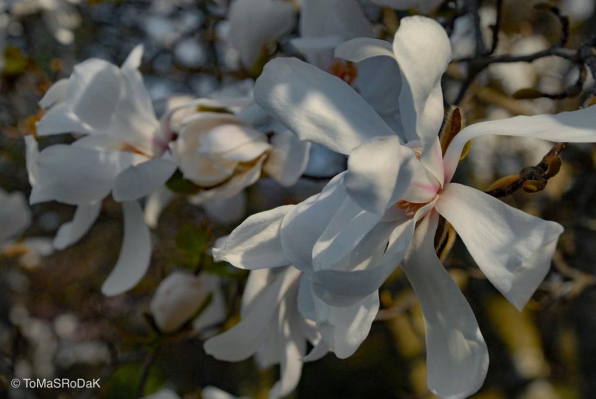 White magnolia by TOMas Rodak, real photo behind acrylic glass in limited edition runs of 139 for sale at TOMs FLOWer CLUB, gallery quality, signed, numbered and certified.