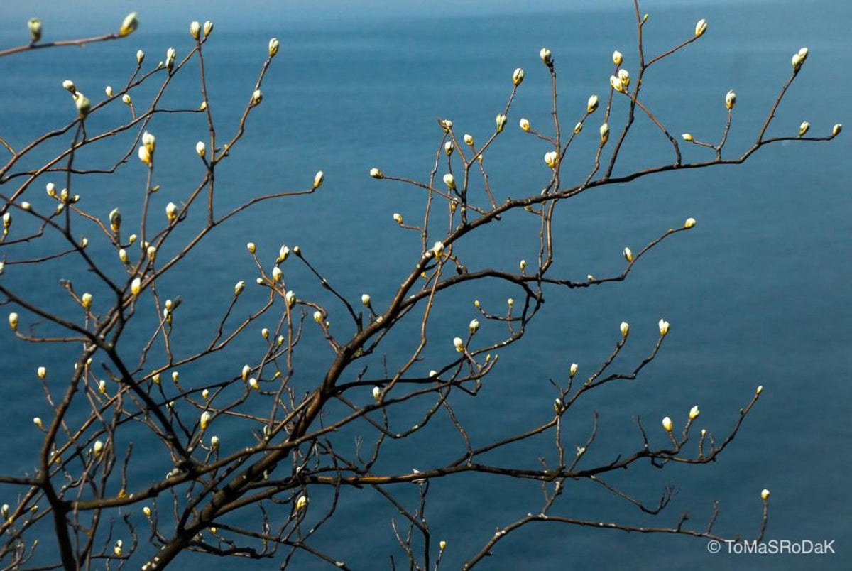 White magnolia tree by TOMas Rodak, real photo behind acrylic glass in limited edition runs of 139 for sale at TOMs FLOWer CLUB, gallery quality, signed, numbered and certified.