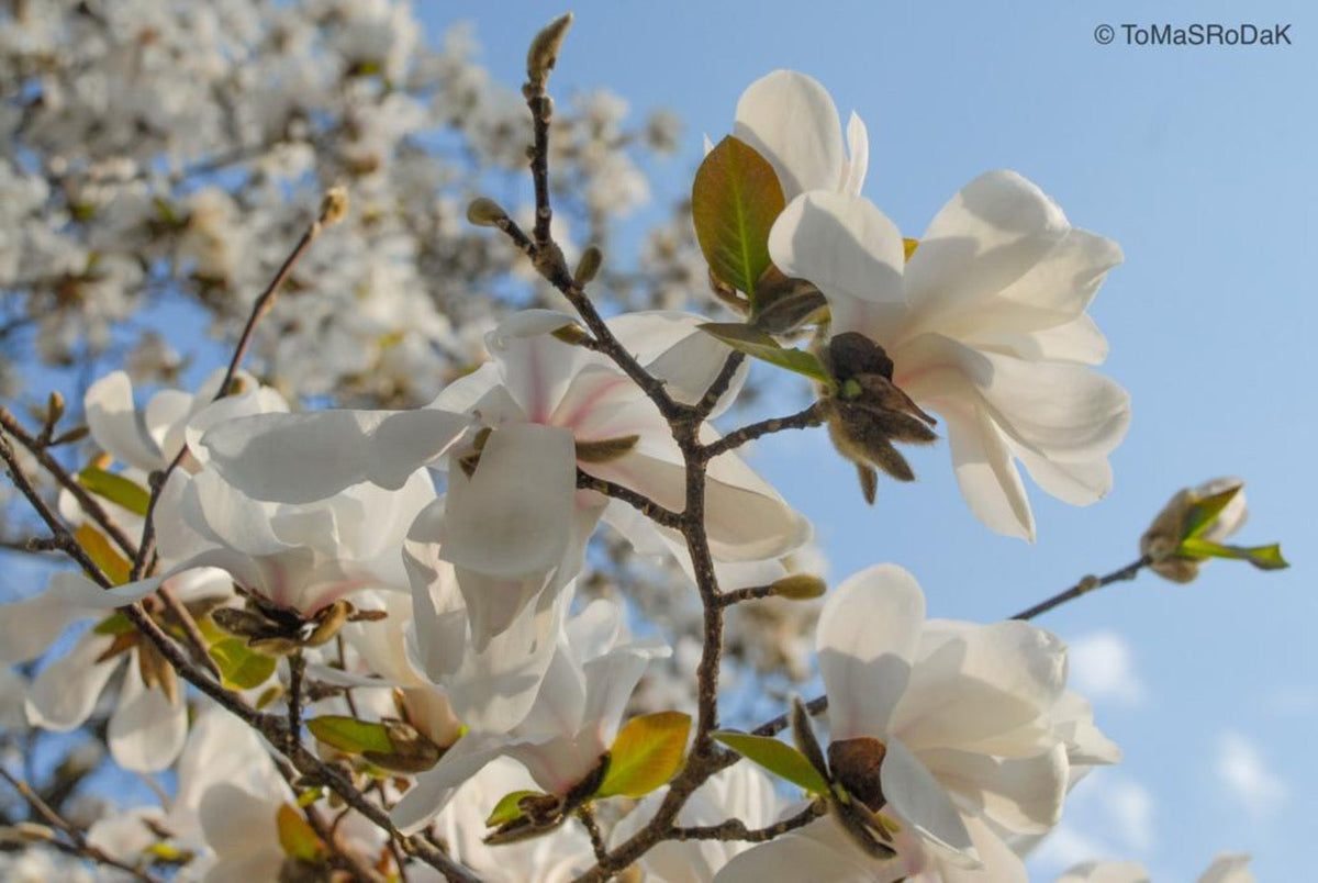 White magnolia by TOMas Rodak, real photo behind acrylic glass in limited edition runs of 139 for sale at TOMs FLOWer CLUB, gallery quality, signed, numbered and certified.