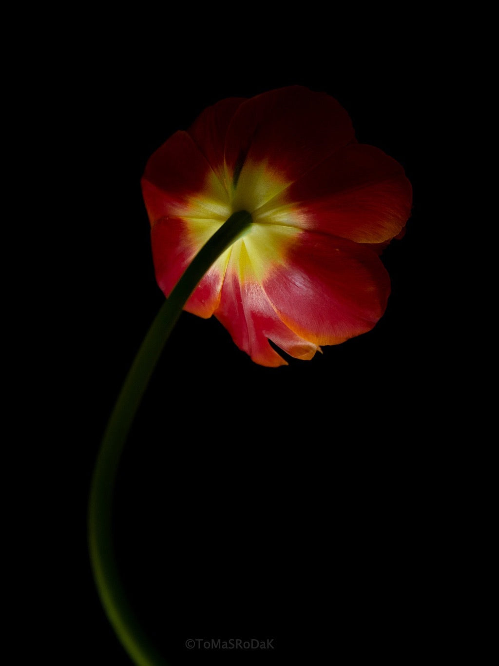 Tulip Photo Picture by Tomas Rodak for sale at TOMs FLOWer CLUB. Limited edition runs of 139 only, framed as real photo print of museum quality, behind 2mm acrylic glass, made by WhiteWall.