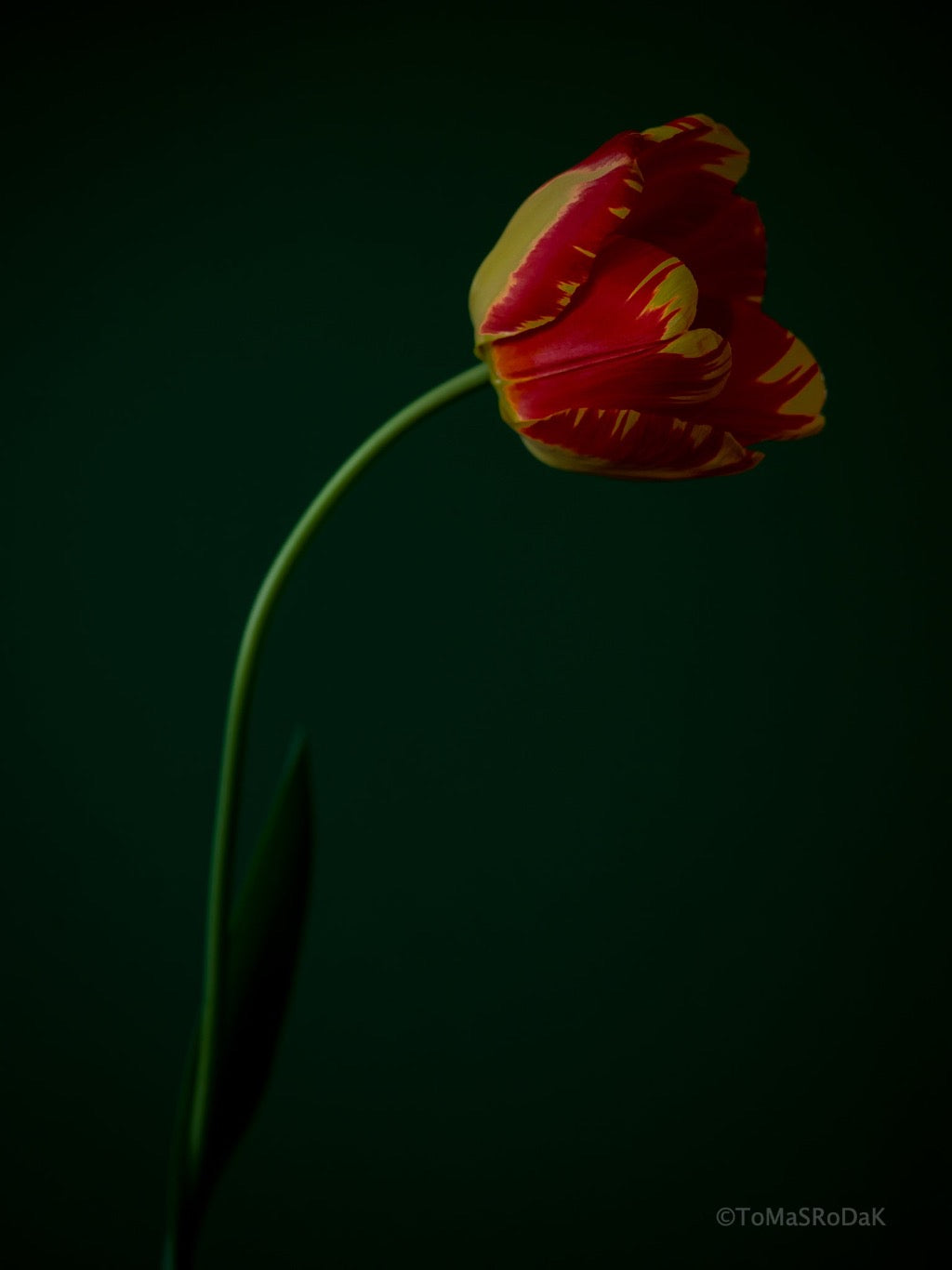 Tulip Photo Picture by Tomas Rodak for sale at TOMs FLOWer CLUB. Limited edition runs of 139 only, framed as real photo print of museum quality, behind 2mm acrylic glass, made by WhiteWall.