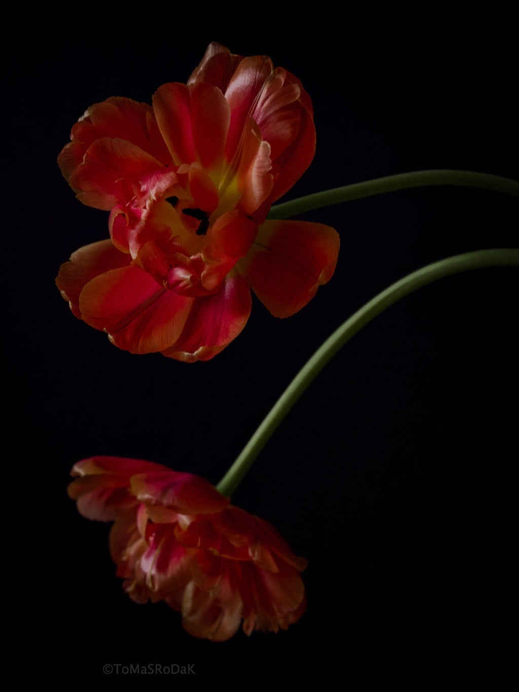 Tulip Photo Picture by Tomas Rodak for sale at TOMs FLOWer CLUB. Limited edition runs of 139 only, framed as real photo print of museum quality, behind 2mm acrylic glass, made by WhiteWall.