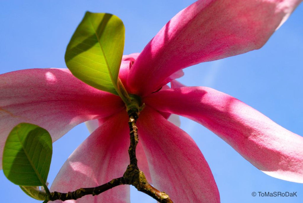Pink magnolia by TOMas Rodak, real photo behind acrylic glass in limited edition runs of 139 for sale at TOMs FLOWer CLUB, gallery quality, signed, numbered and certified.