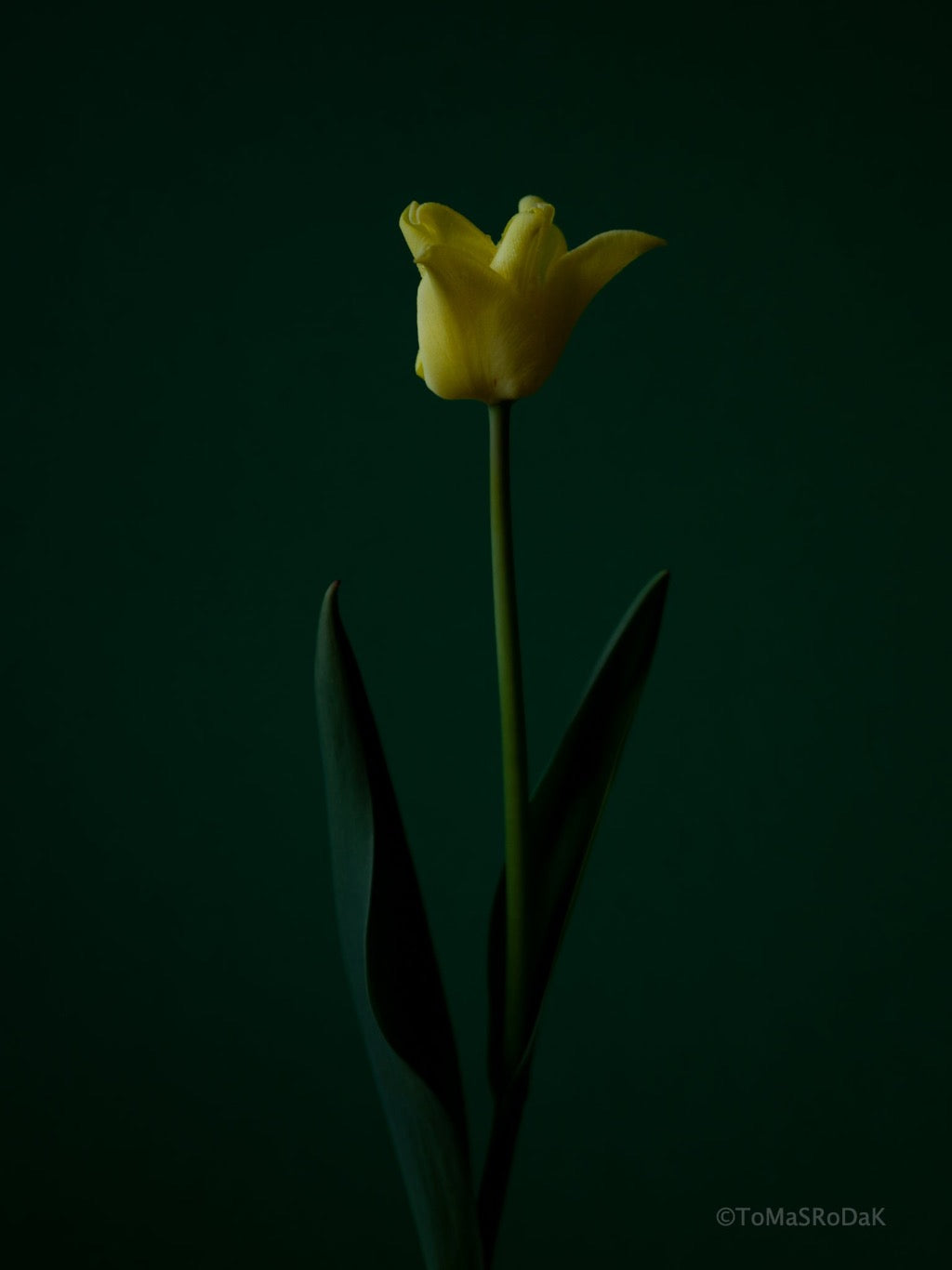 Tulip Photo Picture by Tomas Rodak for sale at TOMs FLOWer CLUB. Limited edition runs of 139 only, framed as real photo print of museum quality, behind 2mm acrylic glass, made by WhiteWall.