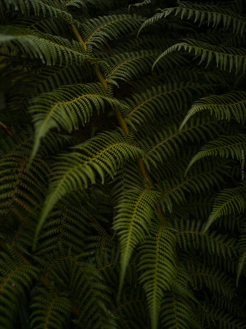 Close-up of dark green fern leaves, Hasselblad photo made by TOMas Rodak, Swiss photographer.