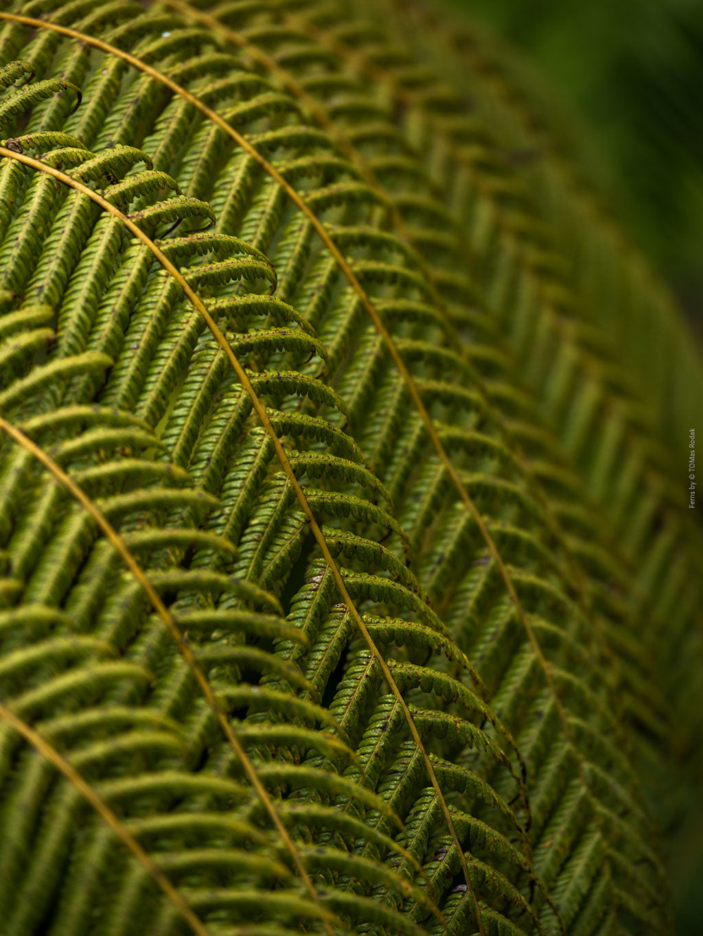Green fern leaf structures, close up, Hasselblad photo made by TOMas Rodak, Swiss photographer.