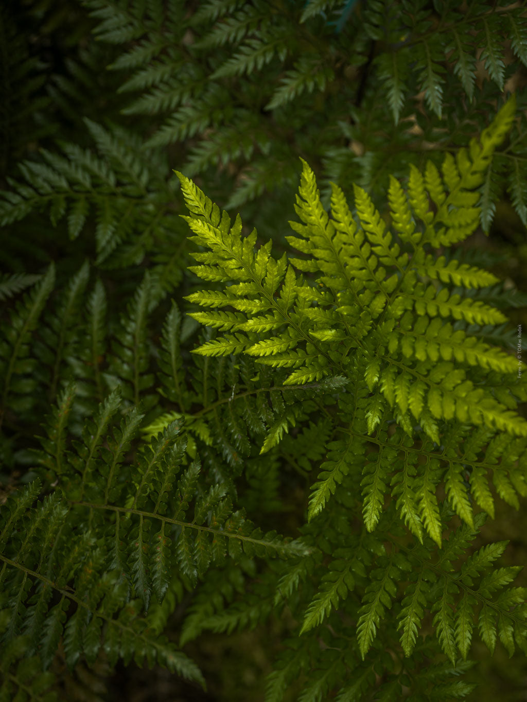 Close-up of green fern leaves with a blurred background; Hasselblad photo made by TOMas Rodak, Swiss photographer.
