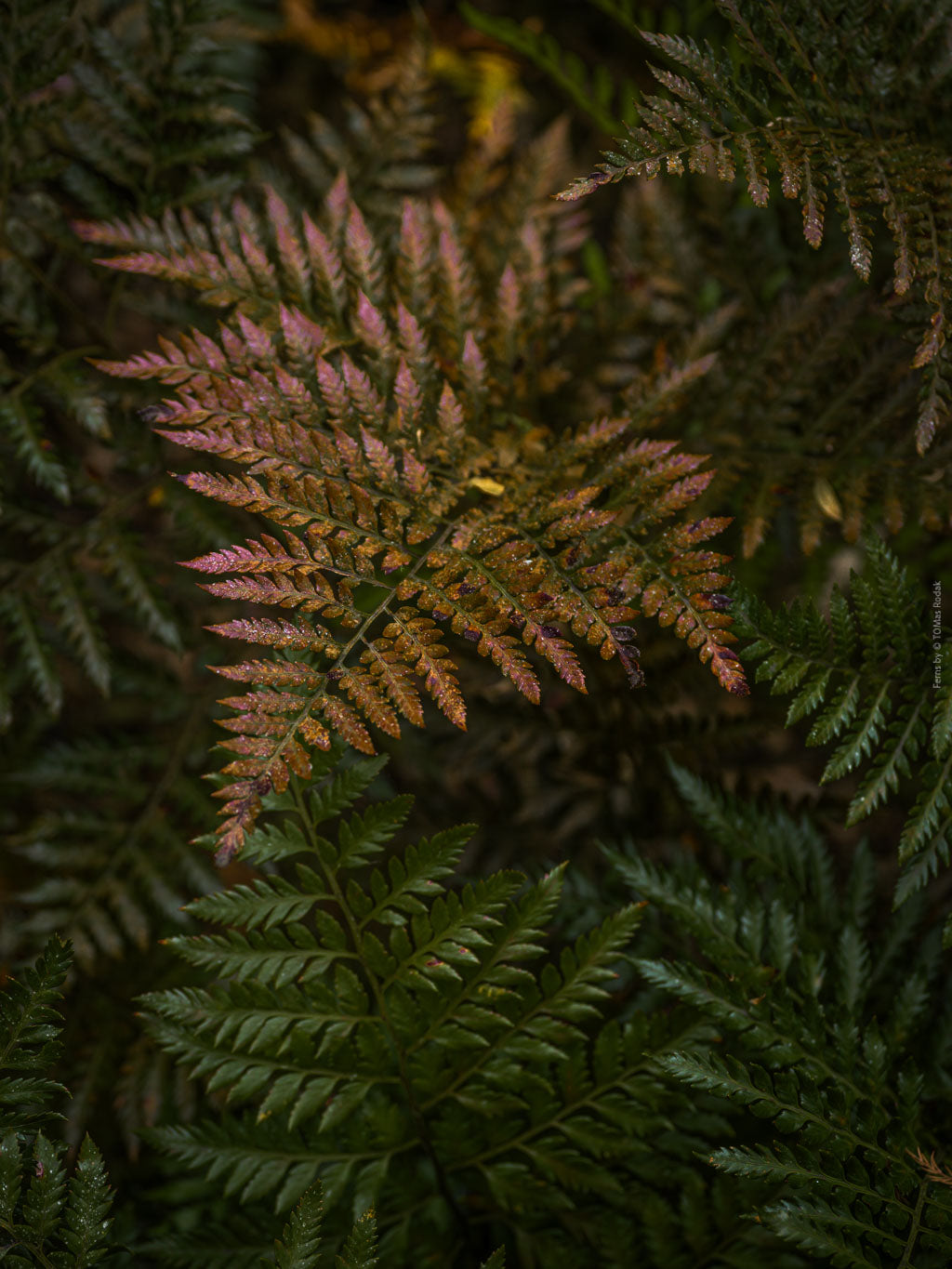 Close-up of fern leaves with a focus on texture and color variation, Hasselblad photo made by TOMas Rodak, Swiss photographer.