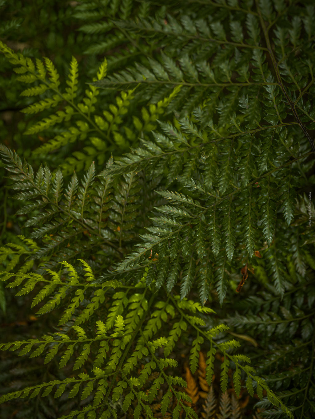 Close-up of a fern leaf with intricate details, close up, Hasselblad photo made by TOMas Rodak, Swiss photographer.