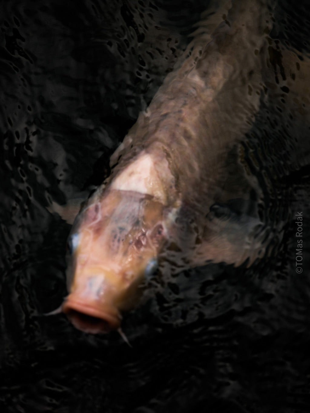 Nishikigoi Koi Fish Photography by Tomas Rodak - Available for Sale at TOMs FLOWer CLUB - Fine Art Prints and Photos of Colorful Koi Fish