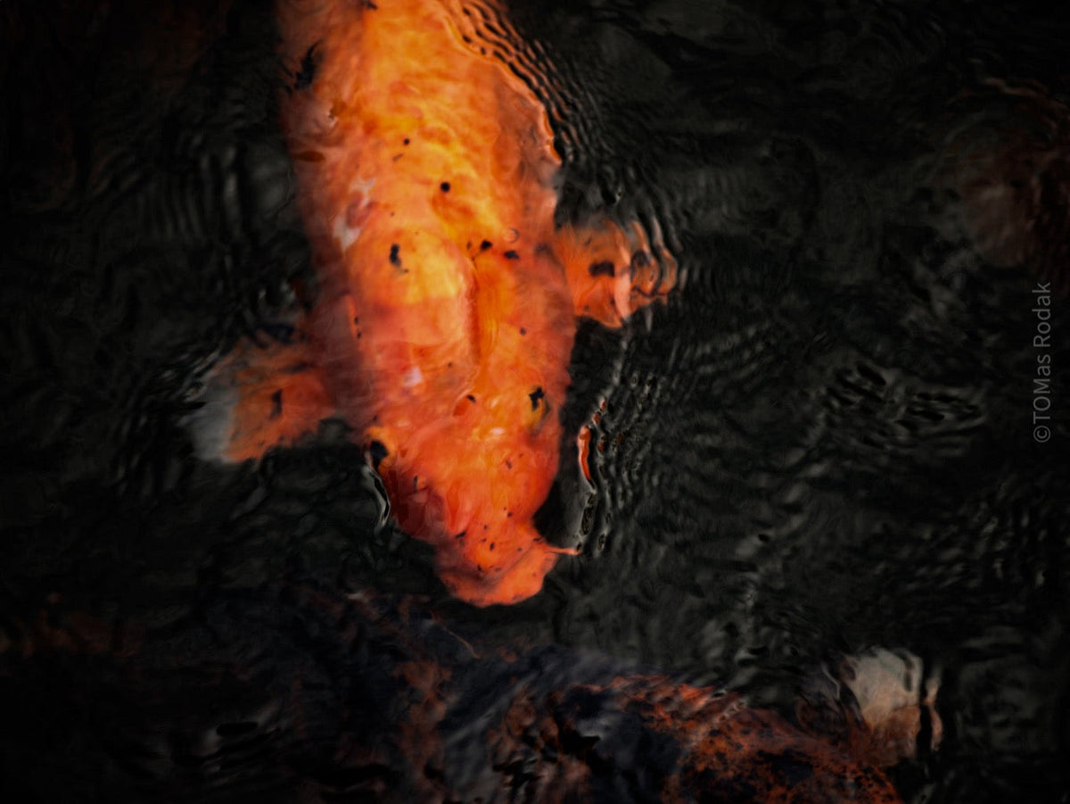 Nishikigoi Koi Fish Photography by Tomas Rodak - Available for Sale at TOMs FLOWer CLUB - Fine Art Prints and Photos of Colorful Koi Fish