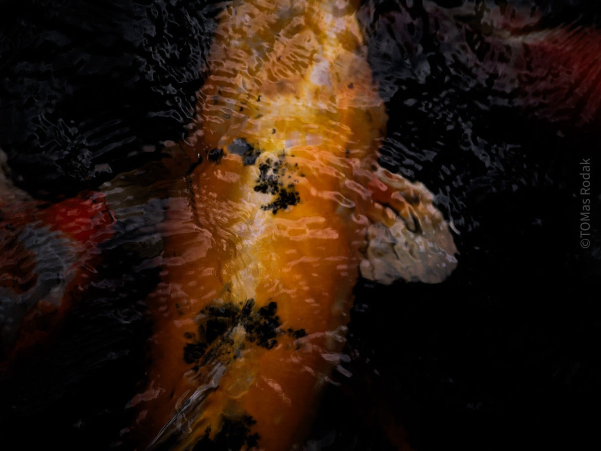 Nishikigoi Koi Fish Photography by Tomas Rodak - Available for Sale at TOMs FLOWer CLUB - Fine Art Prints and Photos of Colorful Koi Fish