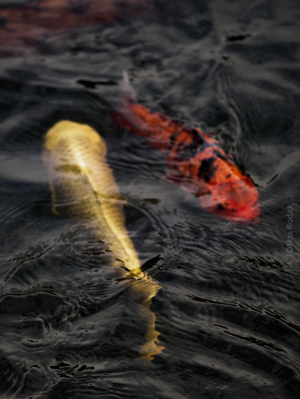 Nishikigoi Koi Fish Photography by Tomas Rodak - Available for Sale at TOMs FLOWer CLUB - Fine Art Prints and Photos of Colorful Koi Fish