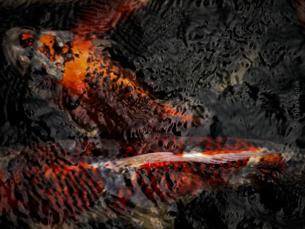 Nishikigoi Koi Fish Photography by Tomas Rodak - Available for Sale at TOMs FLOWer CLUB - Fine Art Prints and Photos of Colorful Koi Fish