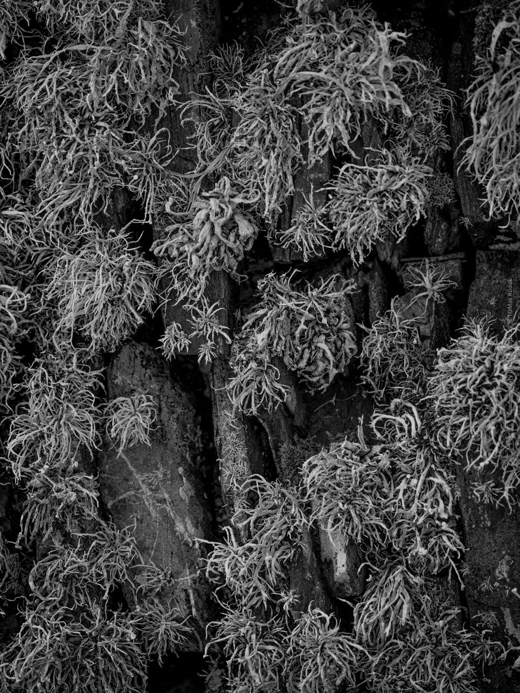 BLACK & WHITE Hasselblad photo art by Swiss photographer TOMas Rodak for sale at TOMs FLOWer CLUB, limited edition of floral contemporary art.