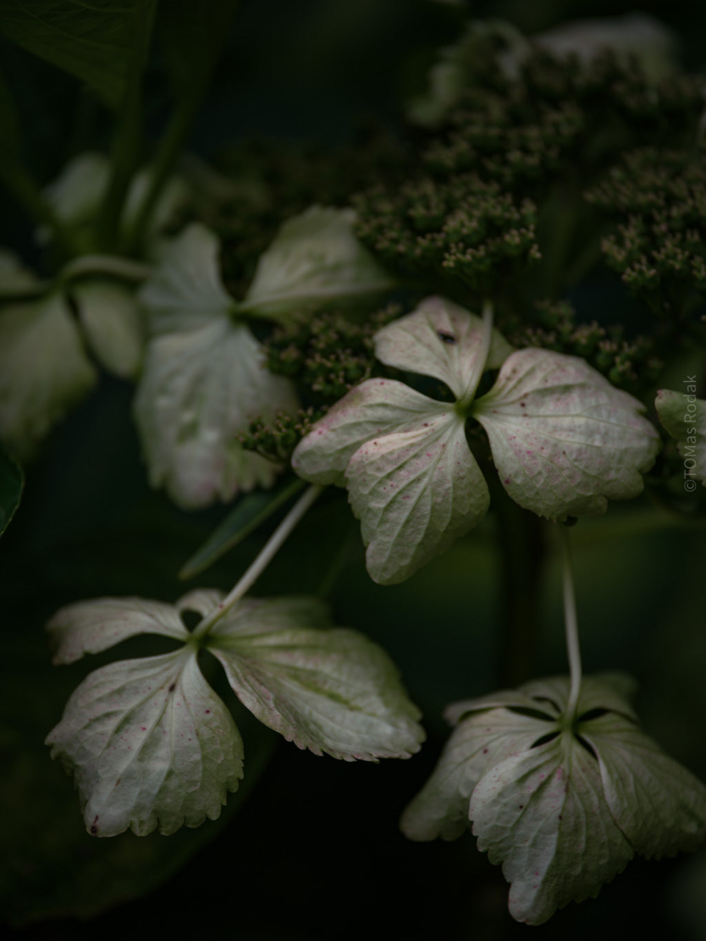 Tomas Rodak, Swiss photographer, floral photography, Hortensia, Hydrangea, TOMs FLOWer CLUB, TOMs ART FLOWer CLUB, White wall, Lumas
